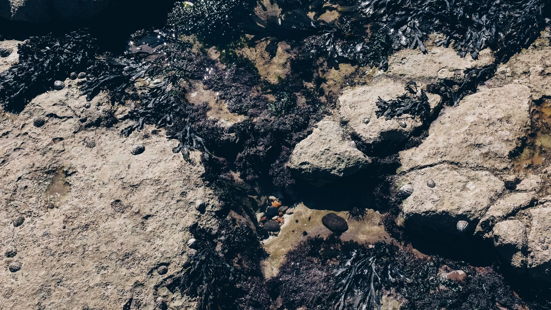 【ヒジキと一緒に見られる海藻】イシゲエキスについて
