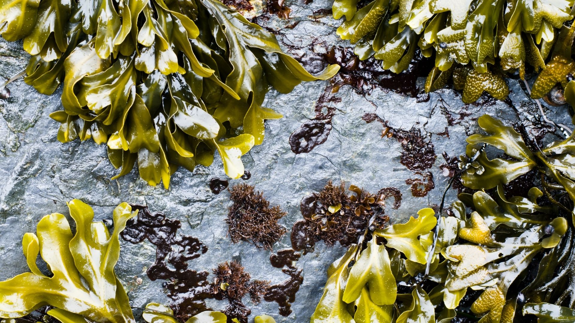 【海外で利用されてきた海藻】ヒバマタについて