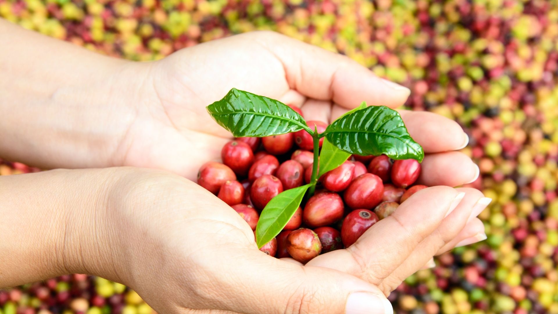 【世界では有機コーヒー市場があつい！】2021年から2025年の世界の有機コーヒー市場の分析レポート(生産、消費、COVID-19の影響など)が公開されました。（2021年1月23日）
